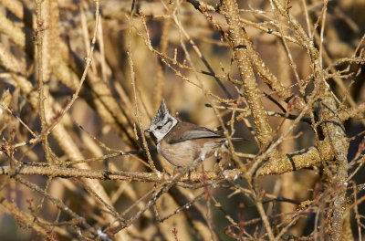 TofsmesEuropean Crested TitLophophanes cristatus