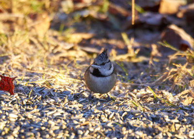 TofsmesEuropean Crested TitLophophanes cristatus