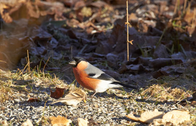 DomherreEurasian BullfinchPyrrhula pyrrhula