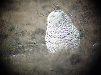 FjällugglaSnowy OwlBubo scandiacus