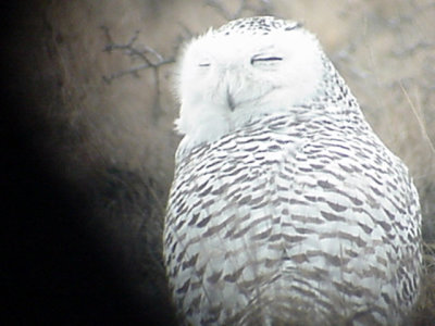 FjällugglaSnowy OwlBubo scandiacus