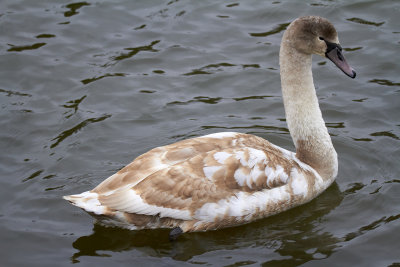 Knlsvan>br/>Mute SwanCygnus olor