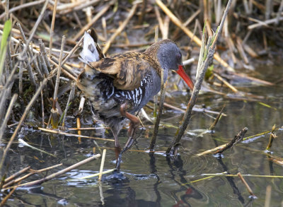 VattenrallWater RailRallus aquaticus