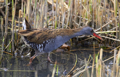 VattenrallWater RailRallus aquaticus