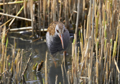 VattenrallWater RailRallus aquaticus
