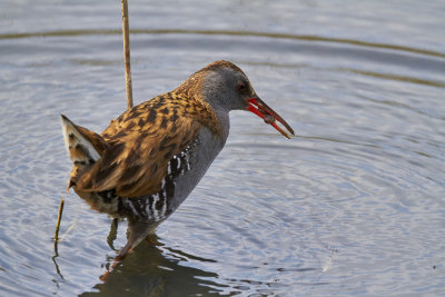 VattenrallWater RailRallus aquaticus
