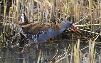 VattenrallWater RailRallus aquaticus