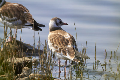 SkrattmåsBlack-headed GullChroicocephalus ridibundus