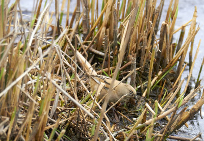 Skäggmes<br/>Bearded Parrotbill<br/>Panurus biarmicus