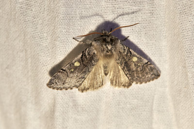 BjrkgulhornspinnareYellow HornedAchlya flavicornis