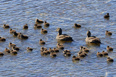 Ejder<br/>Somateria mollissima<br/>Common Eider