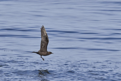 KustlabbParasitic JaegerStercorarius parasiticus