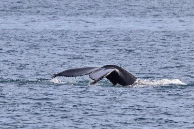 KnlvalHumpback WhaleMegaptera novaeangliae