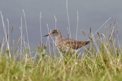 RdbenaCommon RedshankTringa totanus robusta