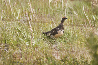 FjllripaRock PtarmiganLagopus muta