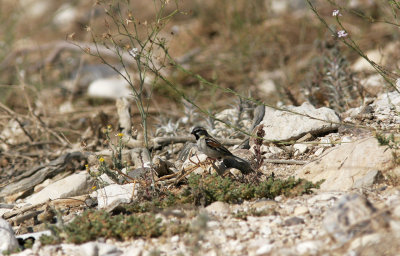 TamarisksparvDead Sea SparrowPasser moabiticus