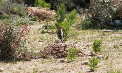 Lngnbbad piplrkaLong-billed PipitAnthus similis