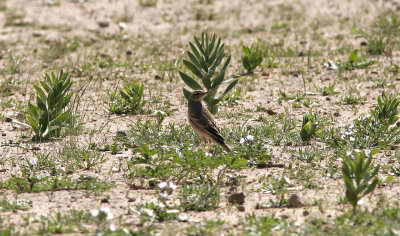 Lngnbbad piplrkaLong-billed PipitAnthus similis