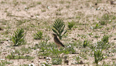 Lngnbbad piplrkaLong-billed PipitAnthus similis