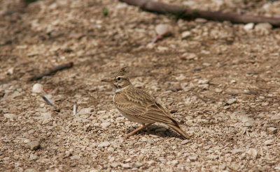 TofslrkaCrested LarkGalerida cristata