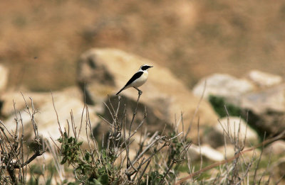 MedelhavsstenskvttaBlack-eared WheatearOenanthe hispanica