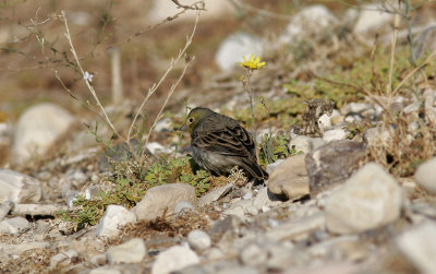 Gulgr sparvCinereous BuntingEmberiza cineracea