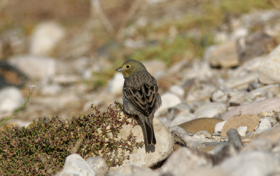 Gulgr sparvCinereous BuntingEmberiza cineracea