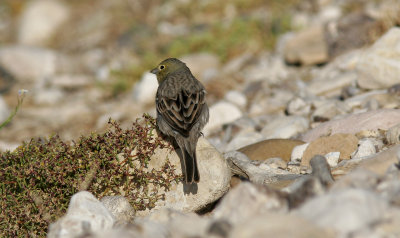 Gulgr sparvCinereous BuntingEmberiza cineracea