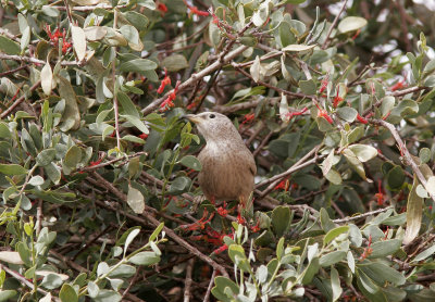 ArabskriktrastArabian BabblerTurdoides squamiceps