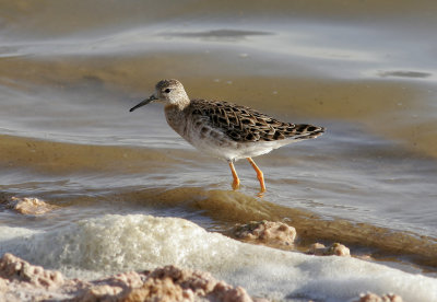 BrushaneRuffCalidris pugnax