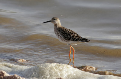 BrushaneRuffCalidris pugnax