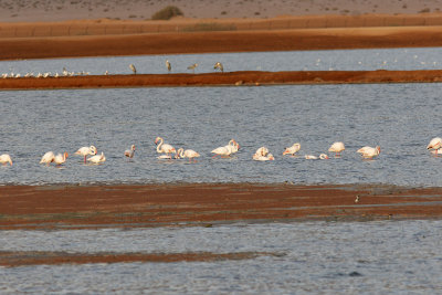 Större flamingoGreater FlamingoPhoenicopterus roseus