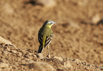 GulärlaYellow WagtailMotacilla flava