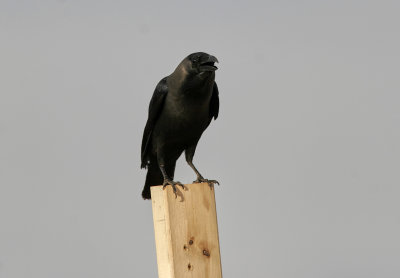 HuskråkaHouse CrowCorvus splendens