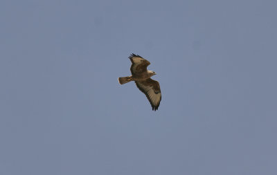 Ormvråk (stäppvråk)Common BuzzardButeo buteo vulpinus 