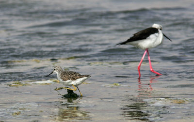 DammsnäppaMarsh SandpiperTringa stagnatilis