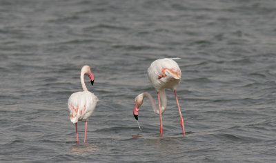 Större flamingoGreater FlamingoPhoenicopterus roseus