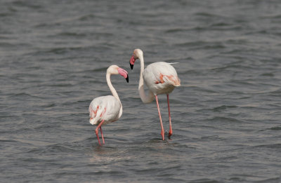 Större flamingoGreater FlamingoPhoenicopterus roseus
