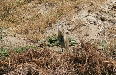 RallhägerSquacco HeronArdeola ralloides