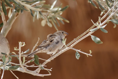 GråsparvHouse SparrowPasser domesticus