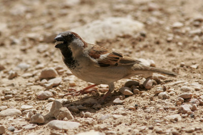 GråsparvHouse SparrowPasser domesticus