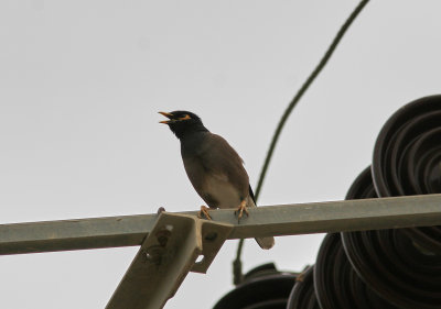 Brun majnaCommon MynaAcridotheres tristis