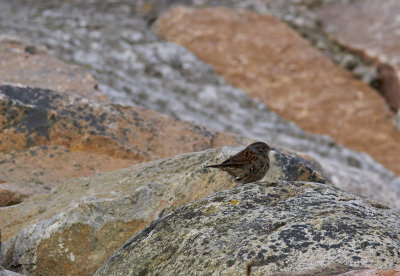 Jrnsparv<br/>Dunnock<br/>Prunella modularis