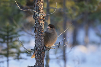 LavskrikaSiberian JayPerisoreus infaustus