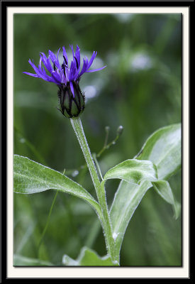 Alpine Cornflower