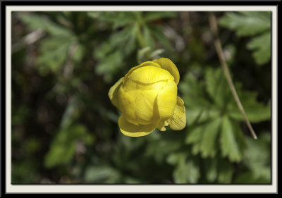 Globeflower (Trollius)