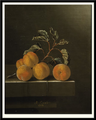 Still Life with Five Apricots, 1704
