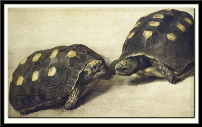 Study of Two Brazilian Tortoises, 1640