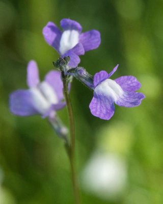 Blue Toadflax 1