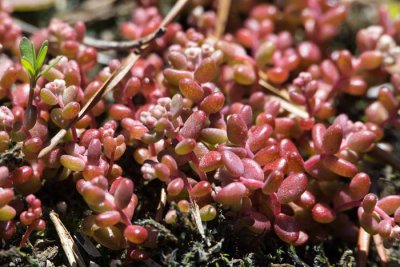 Elf Orpine 1